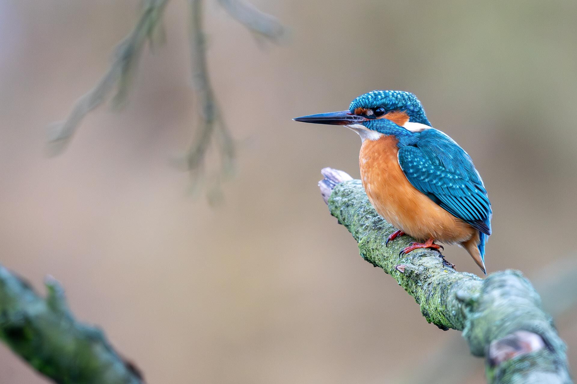 Eisvogel